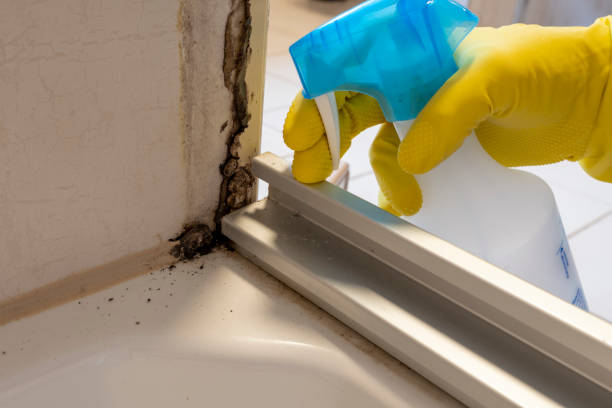 Mold Removal and Inspection in Pinewood, FL