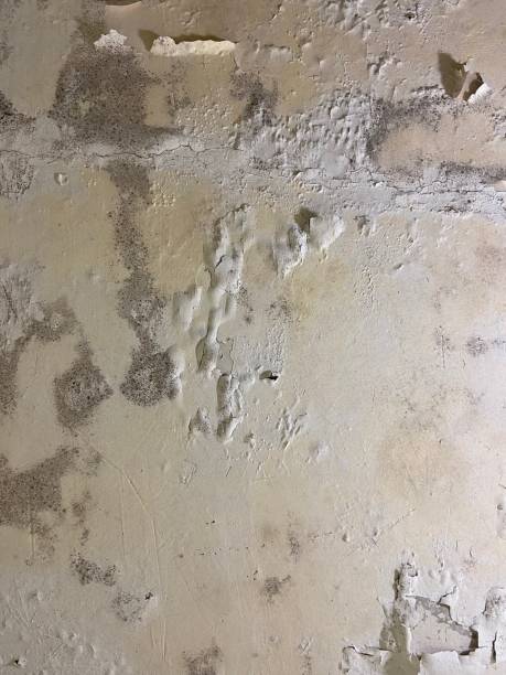 Best Black Mold Removal  in Pinewood, FL