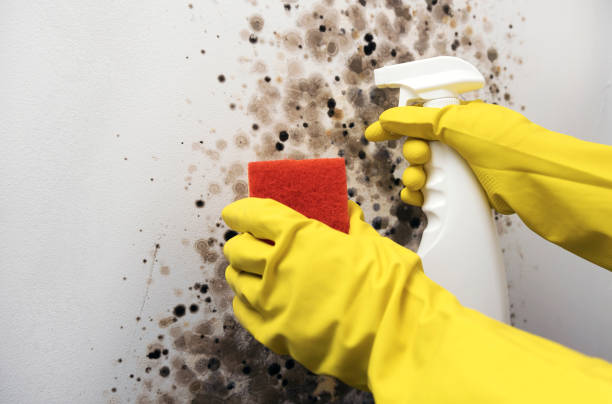 Best Toxic Mold Removal  in Pinewood, FL