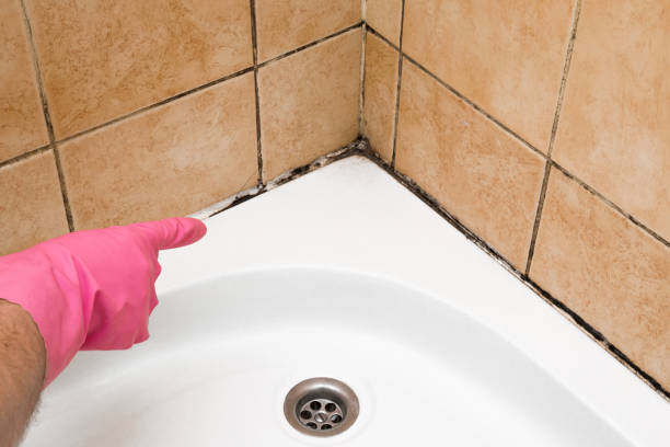 Mold Testing and Removal in Pinewood, FL