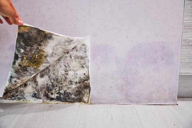 Best Mold Remediation  in Pinewood, FL